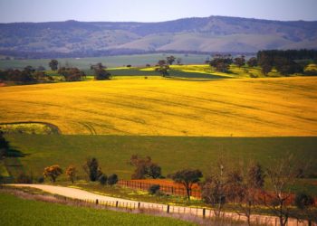 Exclusive-China snaps up Australian canola after trade spat with Canada, sources say