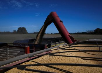 Exclusive-Chinese buyers book at least 10 Argentine soybean cargoes, sources say
