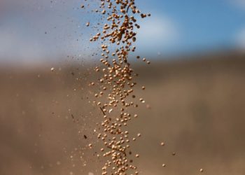 Brazil’s soybean exports to hit record as US out of market, Chinese demand strong