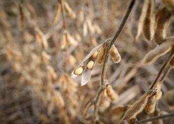China imports no US soybeans in September for first time in seven years