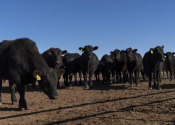 Trump Demands Cattle Ranchers Lower Prices, Deepening Feud